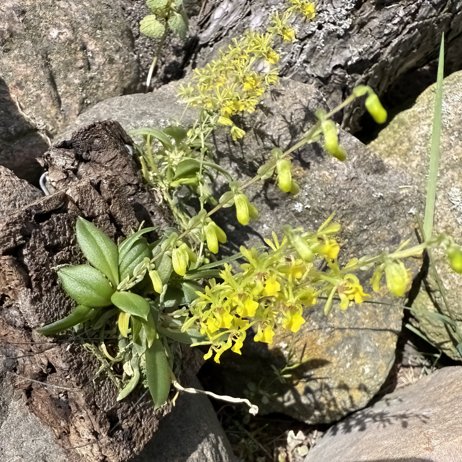 Platyrhiza quadricolor - Großräschener Orchids
